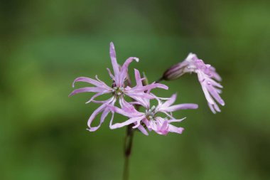 Bir ardıç kuşu çiçeği, Silene flos-cuculi