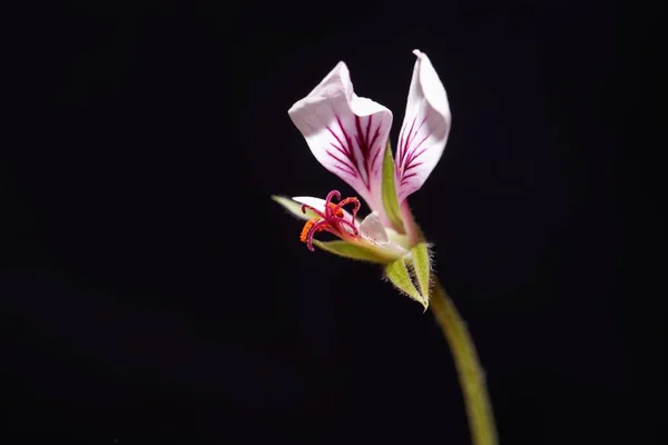 Fleur Espèce Pelargonium Sauvage Pelargonium Caucalifolium — Photo