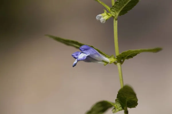 Flor Una Planta Común Del Cráneo Scutellaria Galericulata —  Fotos de Stock