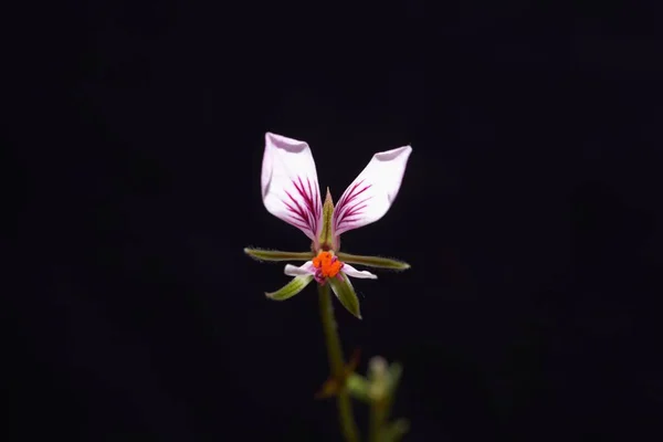 Flor Espécie Pelargonium Selvagem Pelargonium Caucalifolium — Fotografia de Stock