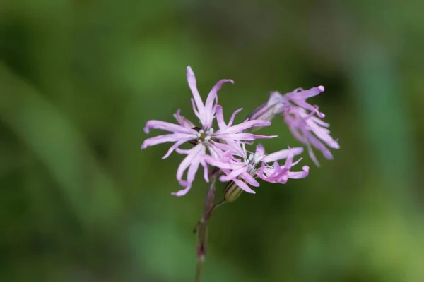 Kwiat Obdartej Rubinu Rośliny Silene Flos Cuculi — Zdjęcie stockowe