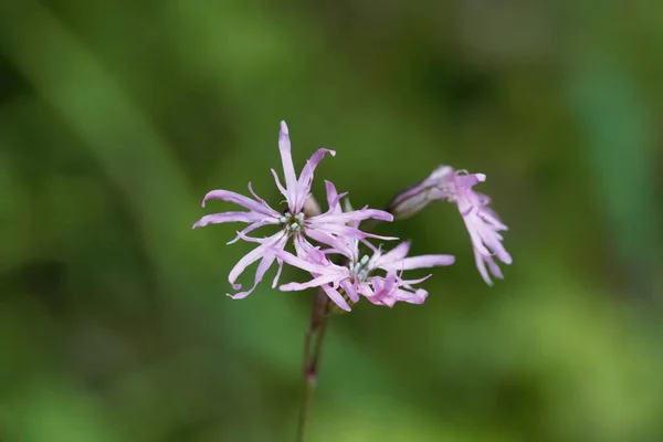 Flower of a ragged-robin plant, Silene flos-cuculi