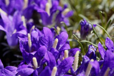 Gümüş bir cücenin çiçekleri Harebell, Edraianthus pumilio