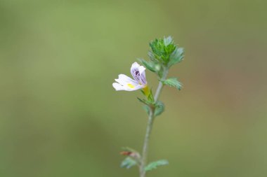 Göz kamaştırıcı bitkinin çiçeği Euphrasia nemorosa  