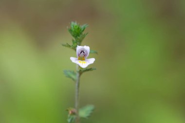 Göz kamaştırıcı bitkinin çiçeği Euphrasia nemorosa  