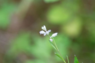 Avrupalı süt otunun çiçeği Polygala amara. 