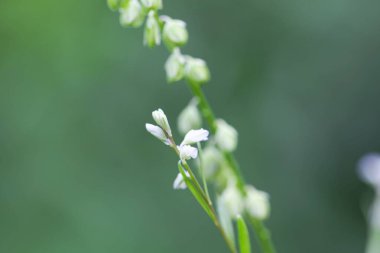 Avrupalı süt otunun çiçeği Polygala amara. 