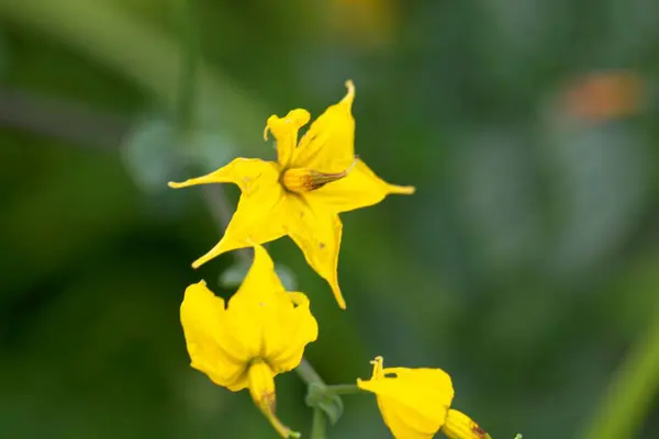 Flor Nightshade Solanum Peruvianum Peru — Fotografia de Stock