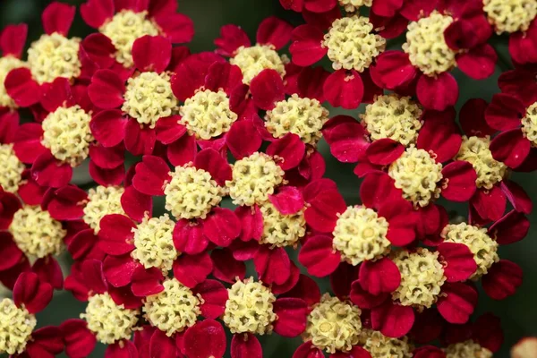 Makroaufnahme Von Rot Und Gelb Gefärbten Schafgarbenblüten Achillea Millefolium — Stockfoto