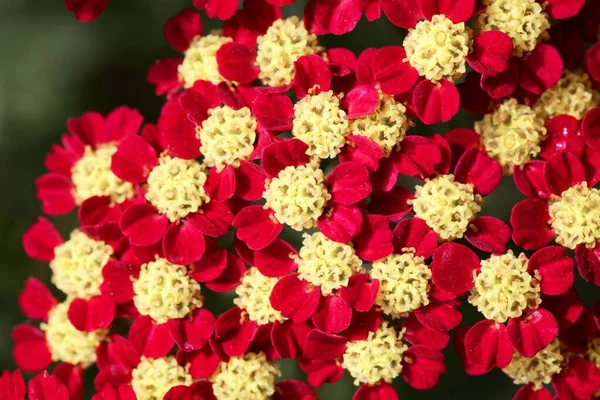 Макро Фото Красного Желтого Цветов Yarrow Achillea Millefolium — стоковое фото