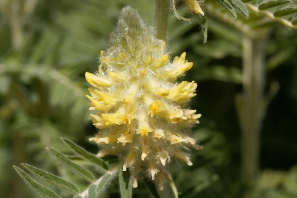 Flower Milkvetch Plant Astragalus Alopecurus — Stock Photo, Image