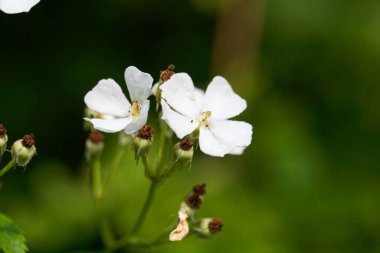 Bir sürü çiçekli gül, Rosa multiflora