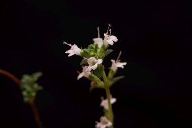 Kekik türünün çiçeği Thymus Trakicus