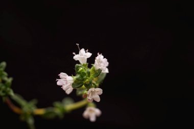 Kekik türünün çiçeği Thymus Trakicus