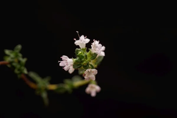 Thymus Thracicus Kakukkfű Virágai — Stock Fotó