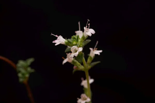 Kwiat Tymianku Thymus Thracicus — Zdjęcie stockowe