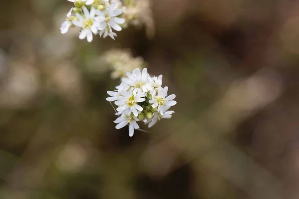 Цветок Серого Алиссового Растения Berteroa Incana — стоковое фото