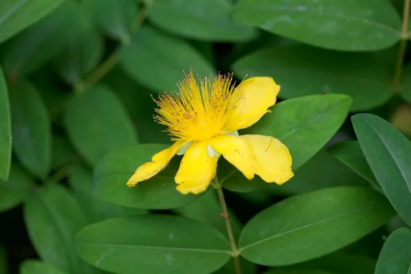 Flor Uma Erva Rasteira São João Hypericum Calycinum — Fotografia de Stock