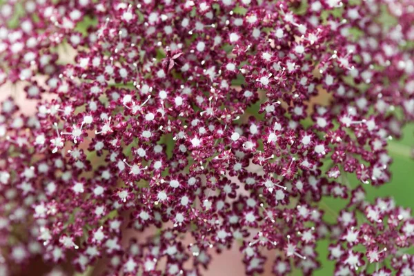 大きな球根サキシフラージュ植物の花 Pimpinella Major — ストック写真