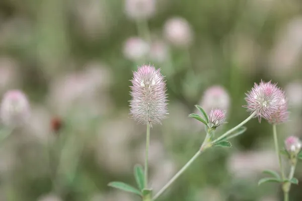 Цветок Кроличьего Клевера Trifolium Arvense — стоковое фото