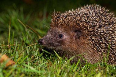 Bir Avrupalı kirpi, Erinaceus europaeus, bir çayır üzerinde. 