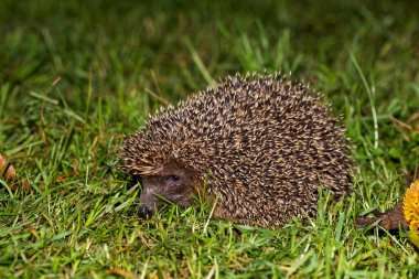 Bir Avrupalı kirpi, Erinaceus europaeus, bir çayır üzerinde. 