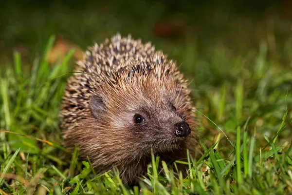 Bir Avrupalı kirpi, Erinaceus europaeus, bir çayır üzerinde. 