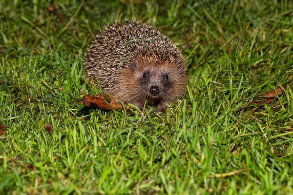 Ένας Ευρωπαϊκός Σκαντζόχοιρος Erinaceus Europaeus Ένα Λιβάδι — Φωτογραφία Αρχείου