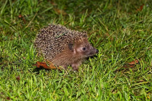 Ένας Ευρωπαϊκός Σκαντζόχοιρος Erinaceus Europaeus Ένα Λιβάδι — Φωτογραφία Αρχείου