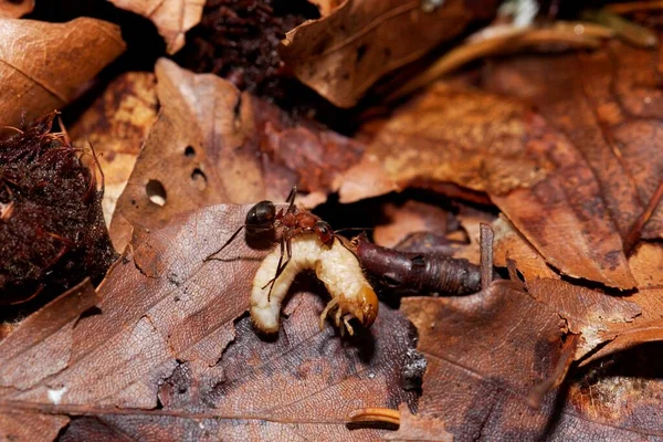 Una Hormiga Madera Roja Formica Rufa Que Cogido Una Oruga — Foto de Stock