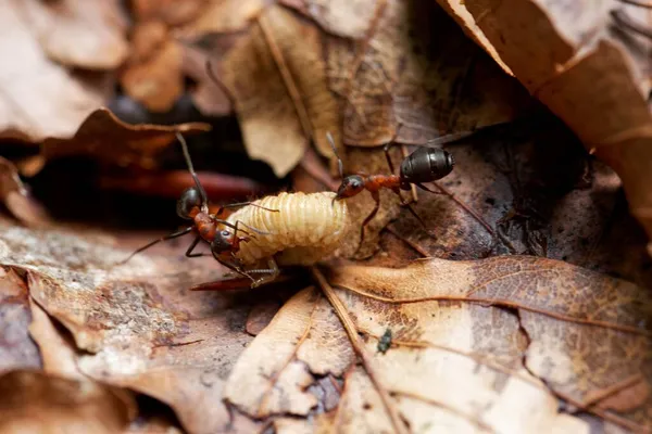 Semut Kayu Merah Formica Rufa Yang Telah Menangkap Ulat — Stok Foto