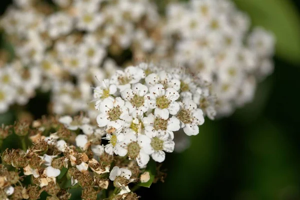 Άνθη Του Λειμώνιου Θάμνου Spiraea Trichocarpa — Φωτογραφία Αρχείου