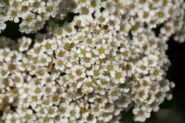 草原の花甘いブッシュSpiaea Trichocalpa — ストック写真