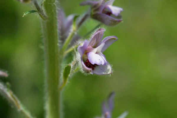 Λουλούδι Από Ένα Ψηλό Φυτό Λάρνακα Delphinium Exaltatum — Φωτογραφία Αρχείου
