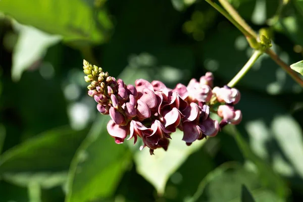 Flores Una Planta Cacahuete Americano Apios Americana — Foto de Stock