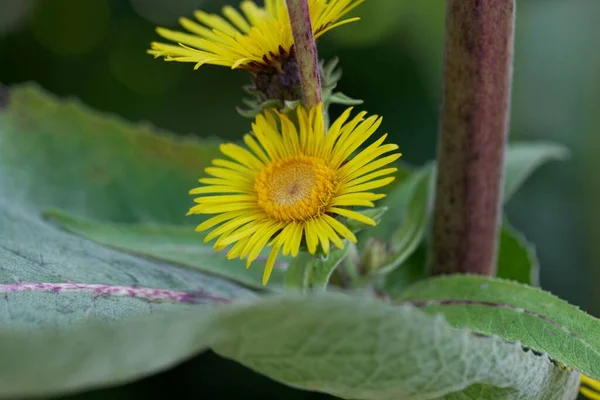 Fleur Une Plante Inula Racemosa Une Herbe Médicale Asie — Photo