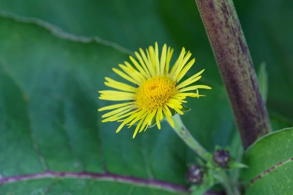 Fiore Una Pianta Inula Racemosa Erba Medica Dell Asia — Foto Stock