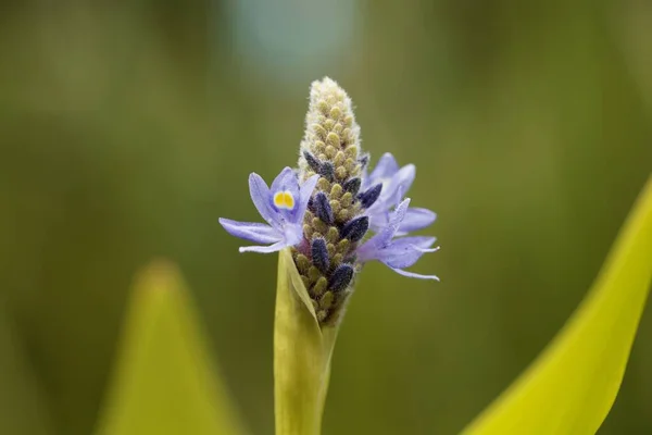 Flor Una Planta Pickerelweed Pontederia Cordata — Foto de Stock