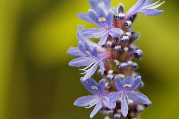 Kwiat Sadzonki Pontederia Cordata — Zdjęcie stockowe