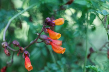 Şili ihtişamlı sürüngen bitkisinin çiçeği, eccremocarpus skaler
