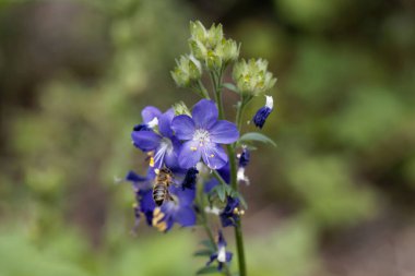 Bir Jacob merdiveni çiçeği, Polemonyum caeruleum