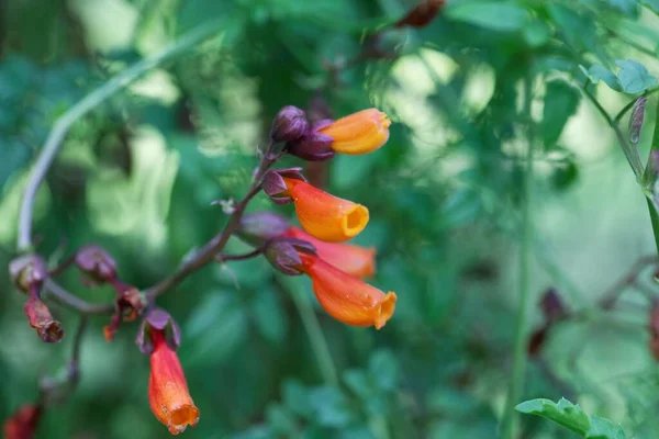 Kwiat Chilijskiej Chwały Pełzająca Roślina Eccremocarpus Strupa — Zdjęcie stockowe