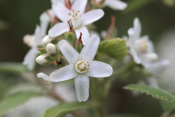 Blume Eines Wachsblumenstrauches Jamesia Americana — Stockfoto