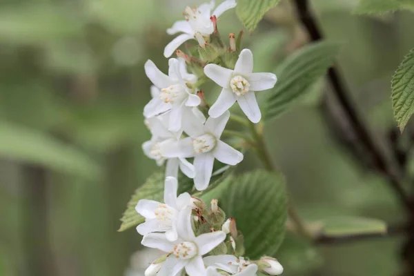 Kwiat Krzewu Woskowcowego Jamesia Americana — Zdjęcie stockowe