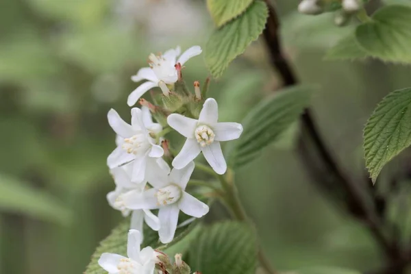 Kwiat Krzewu Woskowcowego Jamesia Americana — Zdjęcie stockowe