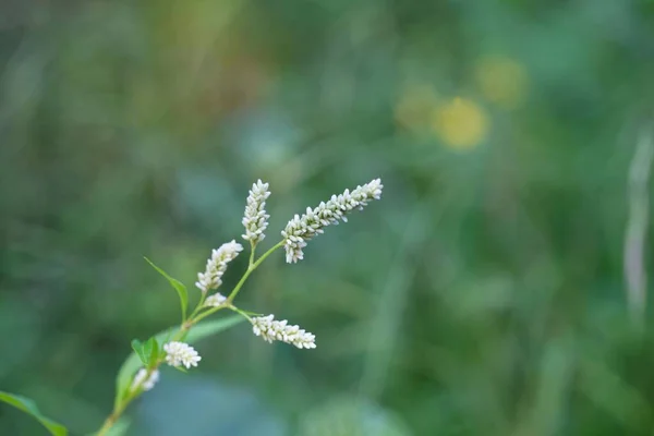 偽のトウガラシ植物の花 ペルシア語のヒドロピペロイデス — ストック写真