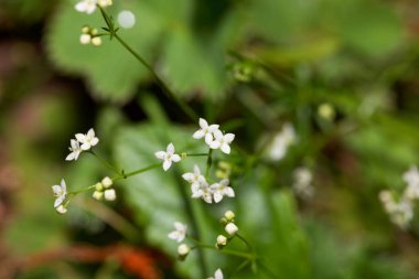 Bedstraw bitkisinin çiçeği Galium pusillum agg.