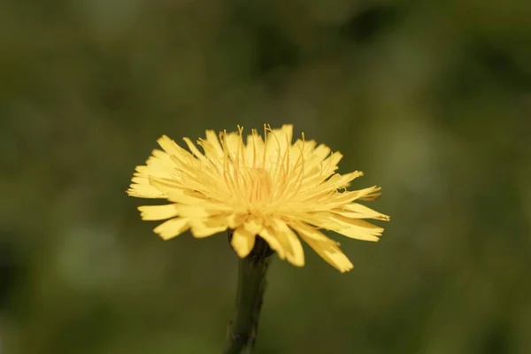 Flower False Dandelion Plant Hypochaeris Radicata — Stock Photo, Image