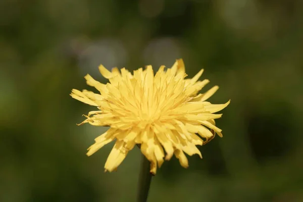 Flor Una Falsa Planta Diente León Hypochaeris Radicata — Foto de Stock