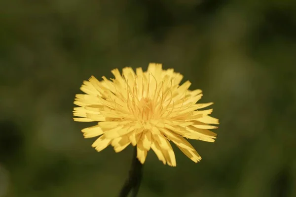 Flor Una Falsa Planta Diente León Hypochaeris Radicata —  Fotos de Stock